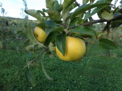 pomme LAFAYETTE 1 kg